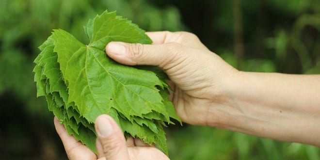 Foodelphi.com asma yaprğı grape leaves