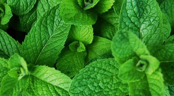 Foodelphi.com nane peppermint mint